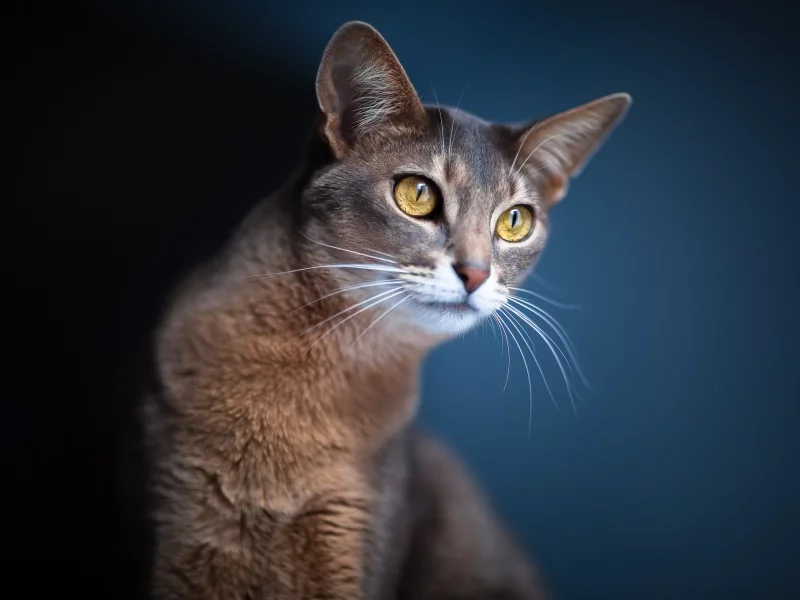 кошка, Кот, взгляд, синий фон, размытость, глаза, уши