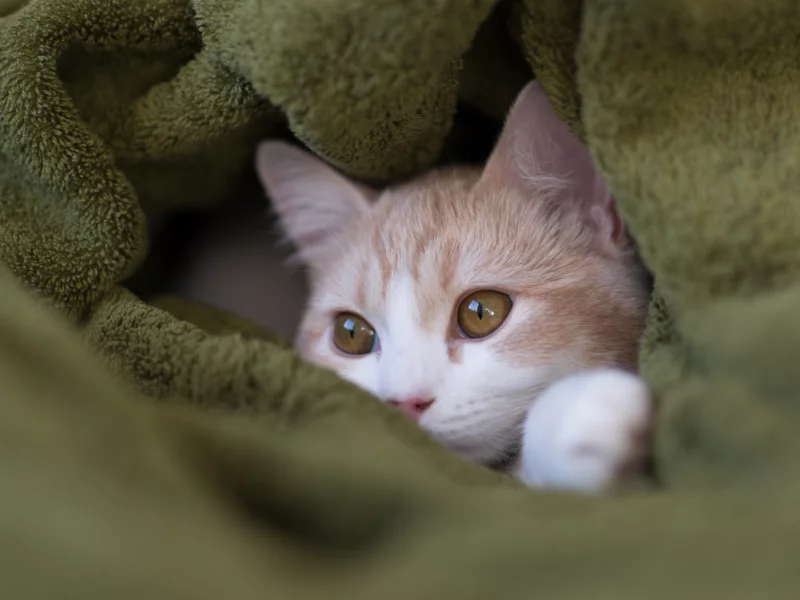 c benjamin torode, hannah, мордочка, плед, Котёнок