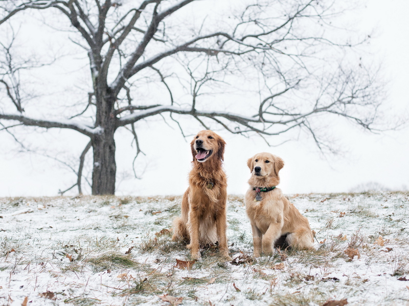 снег, поле, Собаки