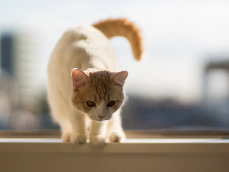 подоконник, c benjamin torode, Котёнок, hannah