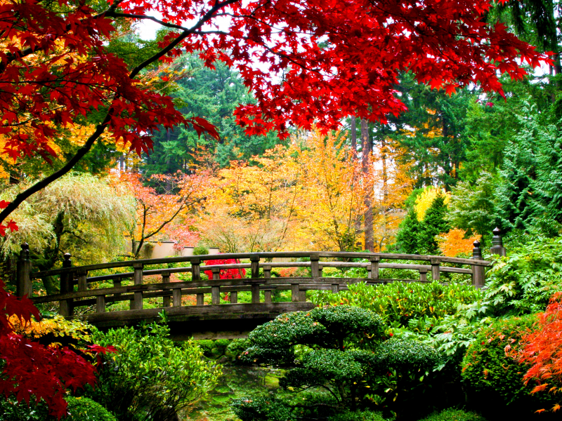 листья, деревья, природа, мост, деревянный, Осень