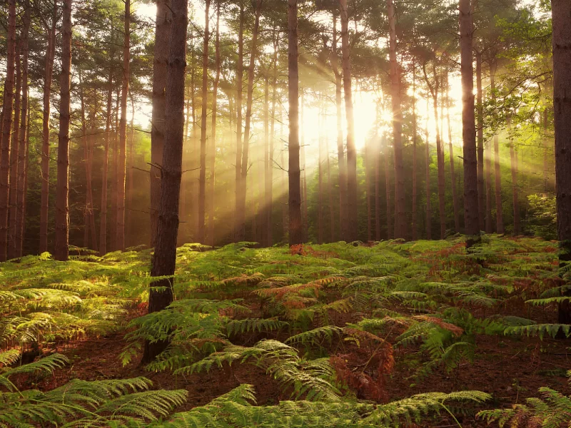 broxbourne woods, природа, Лес, united kingdom