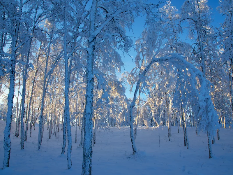 снег, деревья, швеция, зима, Sweden