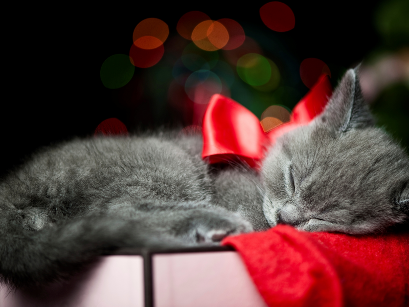 Кот, котенок, коробка, серый, бант, кошка, ленточка, спит
