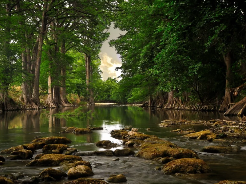 лес, вода, корни, деревья, Река, день