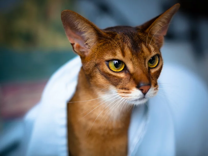 мордочка, взгляд, глаза, Кот, уши, кошка, полотенце