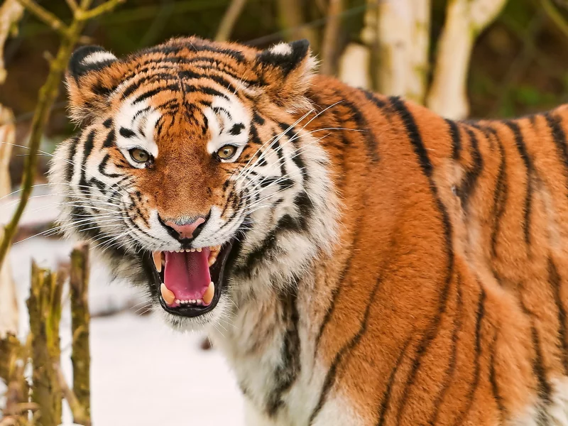 оскал, морда, взгляд, amur tiger, Тигр, амурский, усы, весело