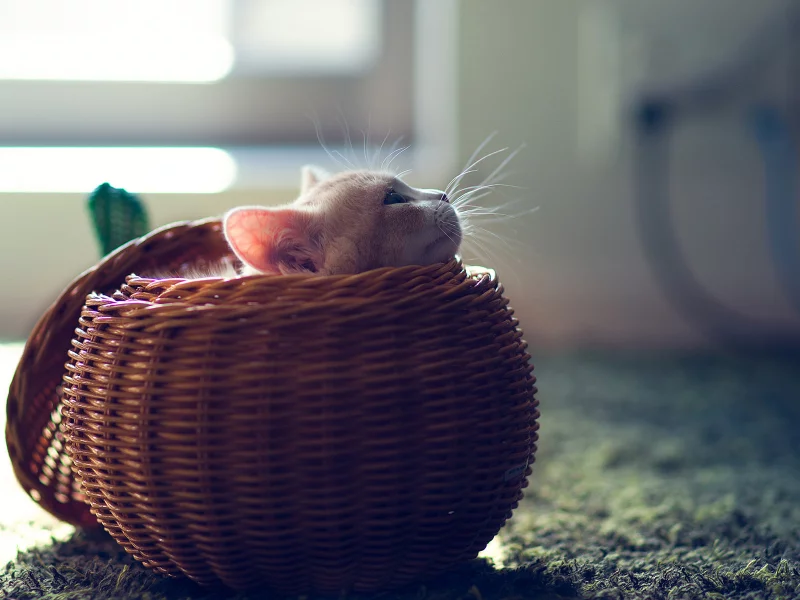 шар, корзина, hannah, котенок, сфера, Кошка, ben torode