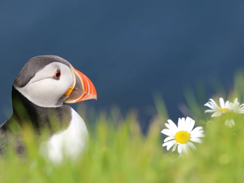 fratercula arctica, атлантический тупик, взгляд, Птица, bird, puffin