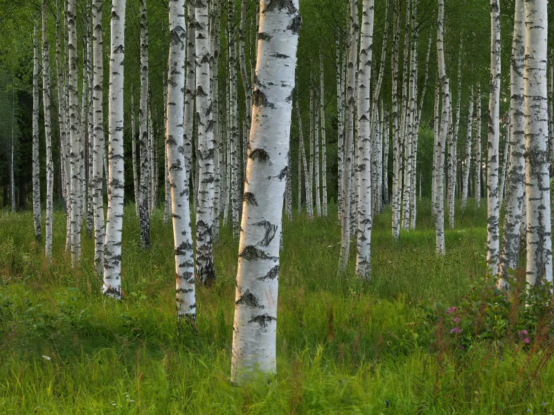 роща, берёзы, деревья, sweden, швеция, Dalarna