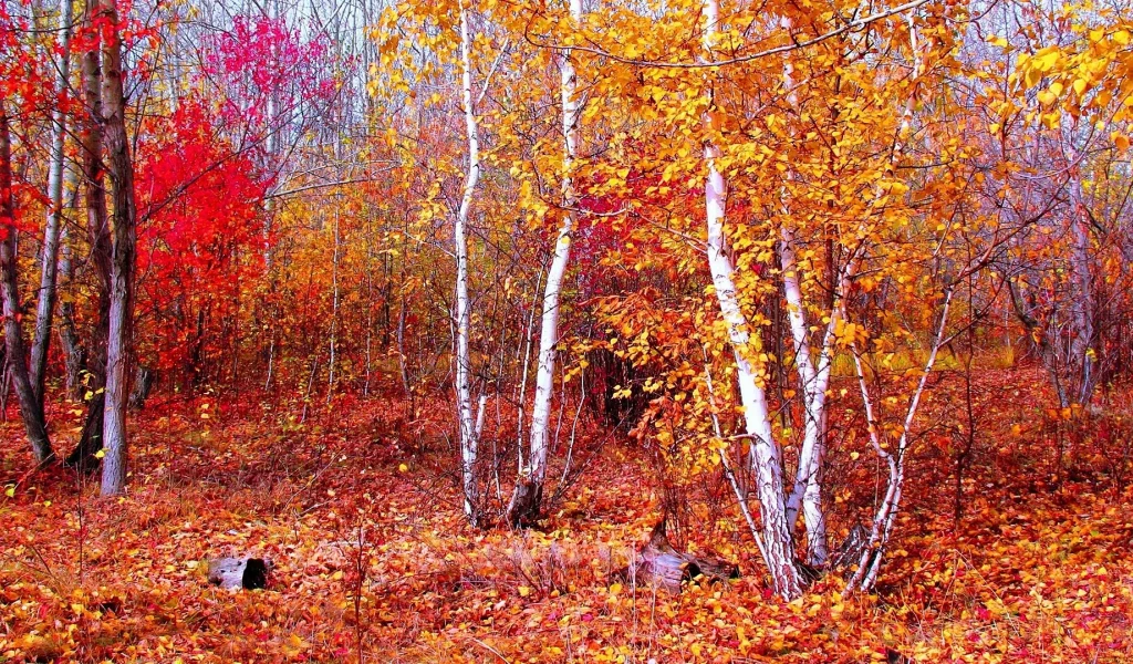 осень, березы, багрянец