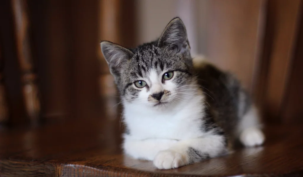 серые глаза, Кот, взгляд, котенок, лежит