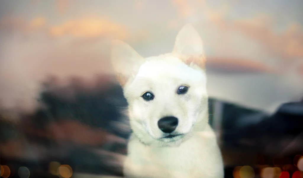 white, собака, puppy, щенок, bokeh, Shiba inu, взгляд
