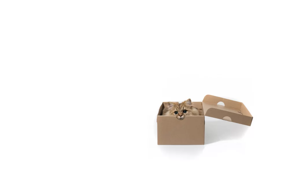 Daisy, белый фон, c benjamin torode, коробка, кошка, минимализм