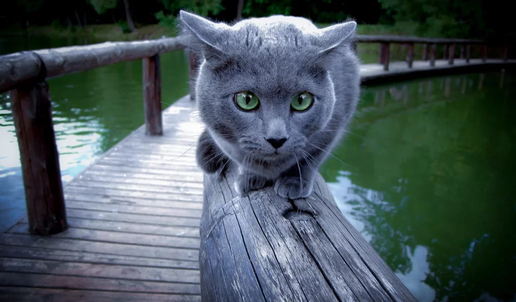 Кошка, перила, фон