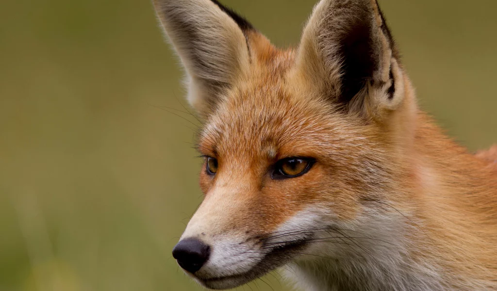 Fox, лиса, лисица, мордочка, рыжая, взгляд