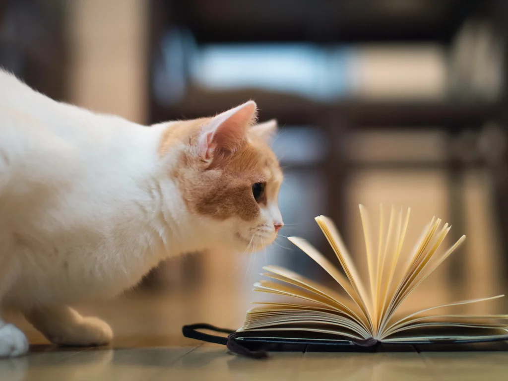 книга, torode, Кошка