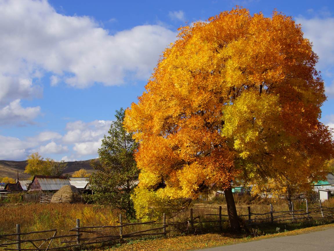 деревня, Природа, осень, краски, дерево