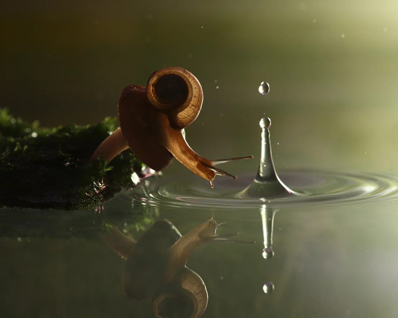 гриб, мох, всплеск, Vadim trunov photographer, улитка, вода