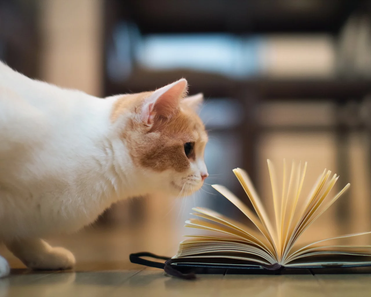 книга, torode, Кошка