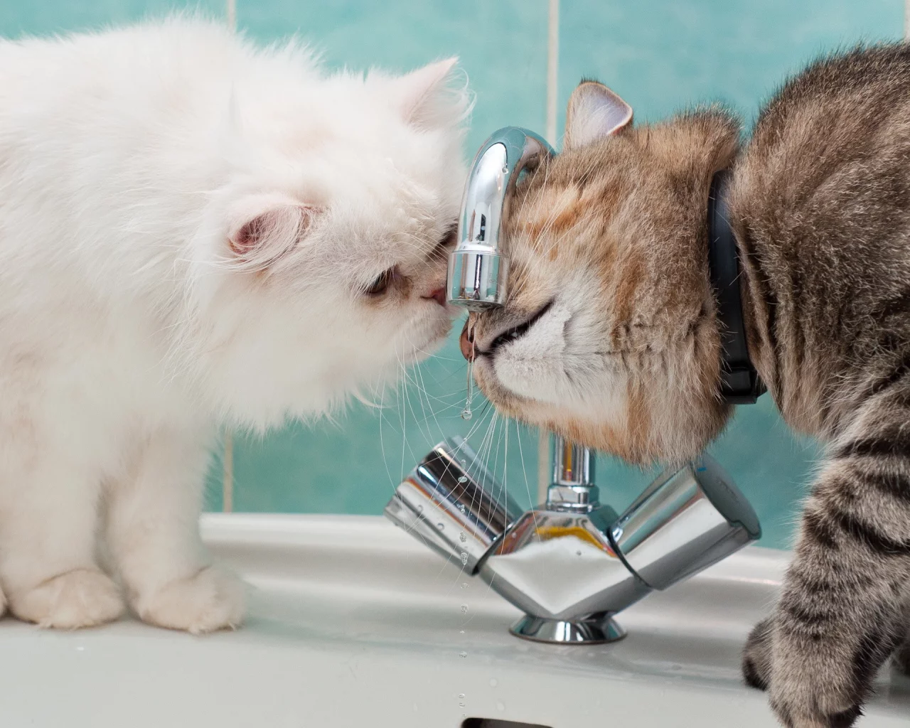 Cat, Kitten, Animal