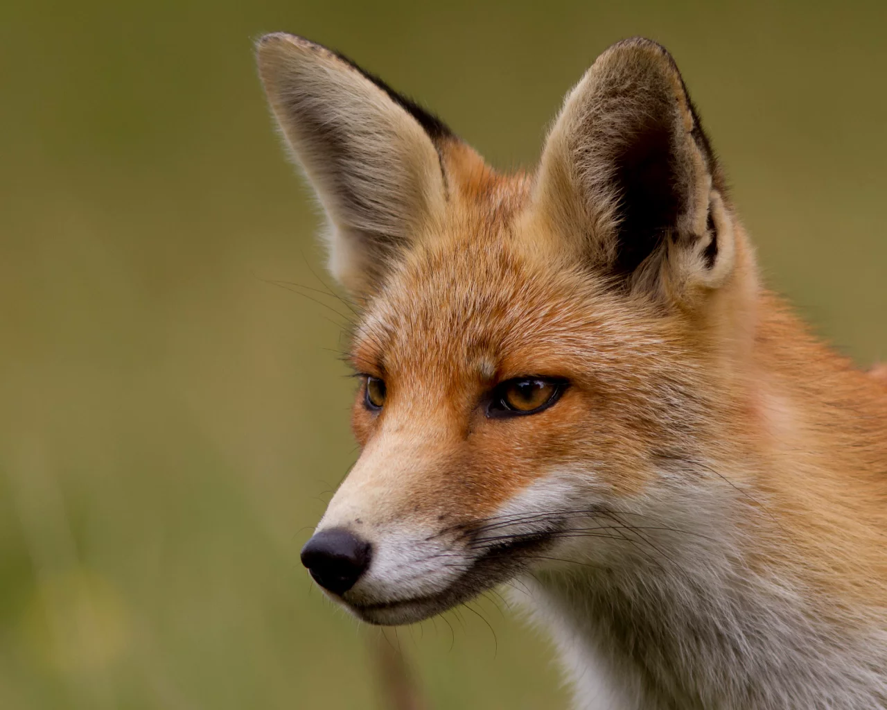 Fox, лиса, лисица, мордочка, рыжая, взгляд