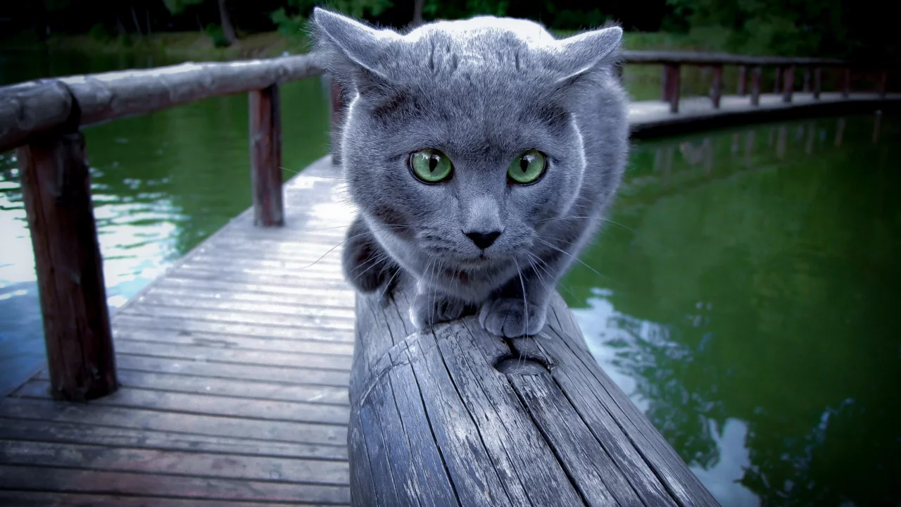Кошка, перила, фон