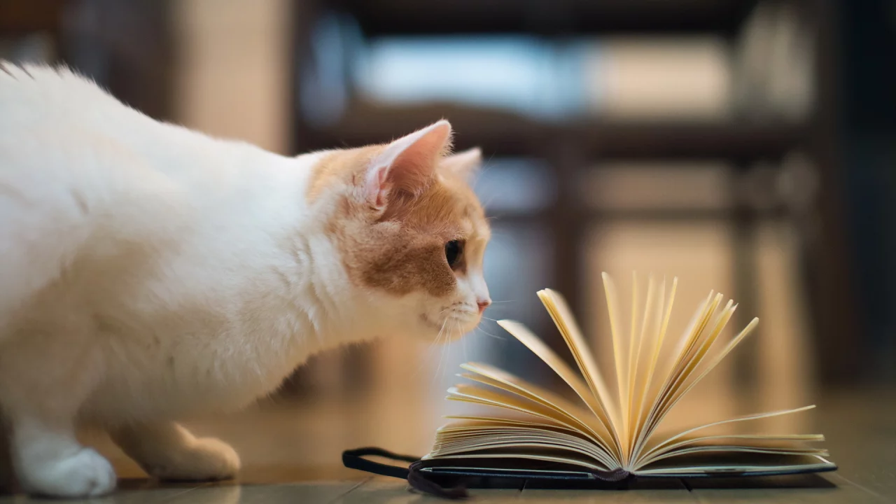 книга, torode, Кошка