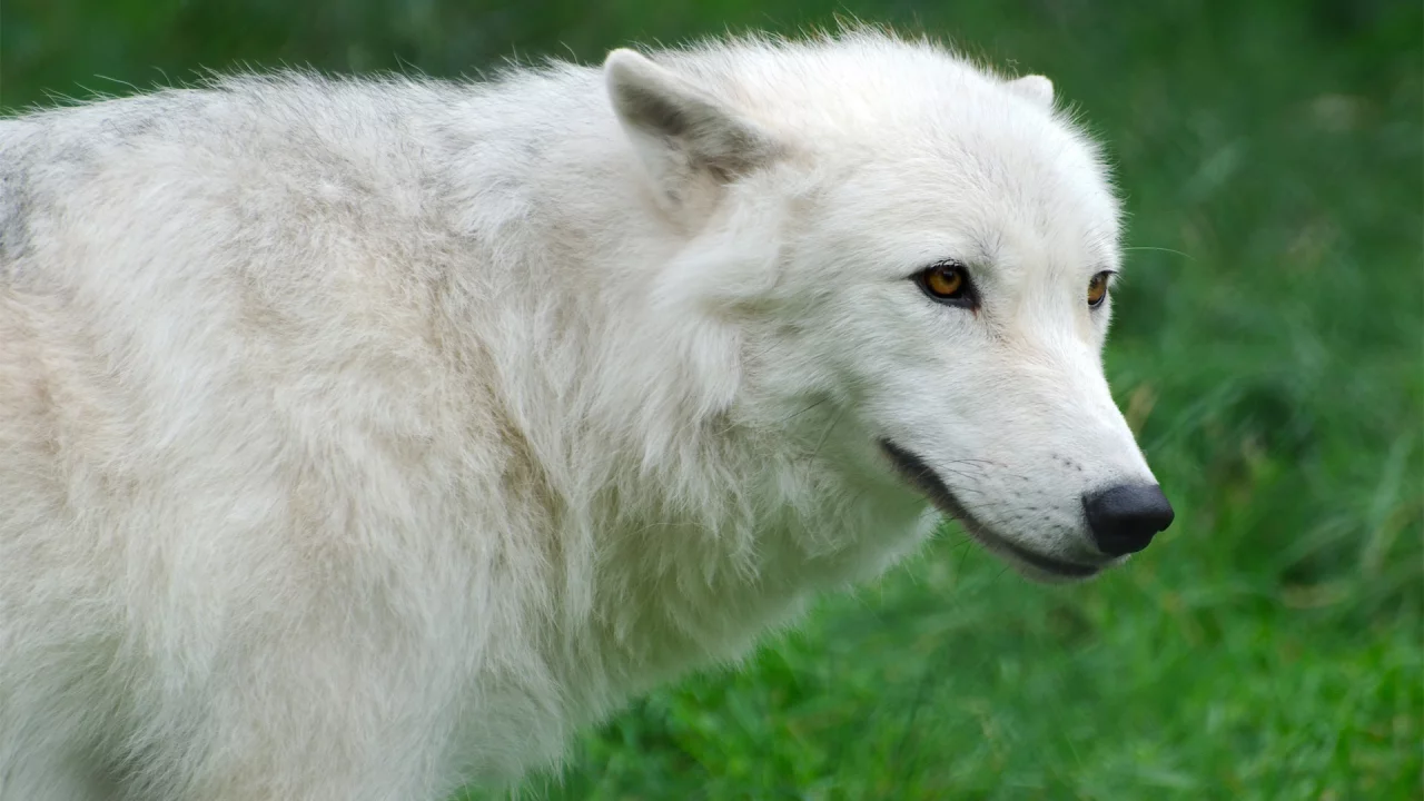 волк, трава, белый, wolf, арктический, Arctic