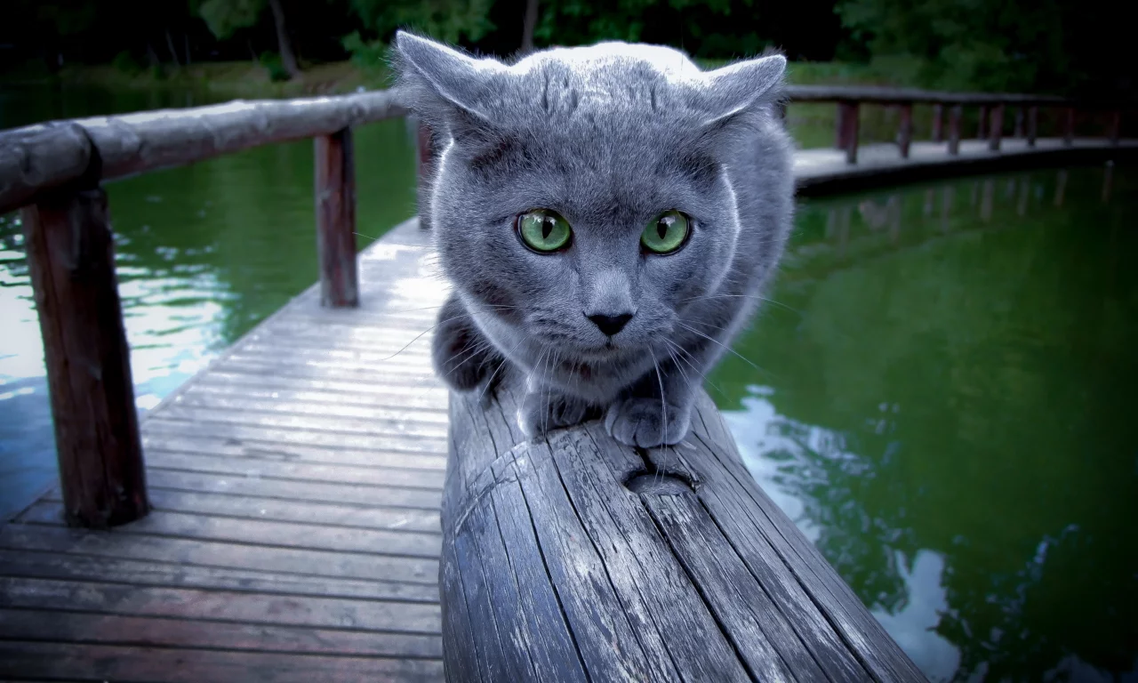 Кошка, перила, фон