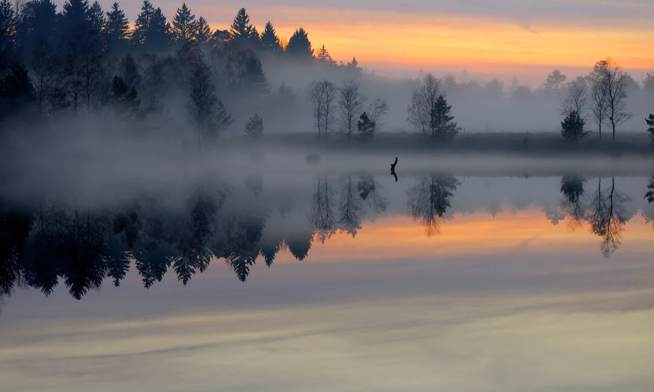 утро, пруд, Лес, туман, гладь, озеро, рассвет