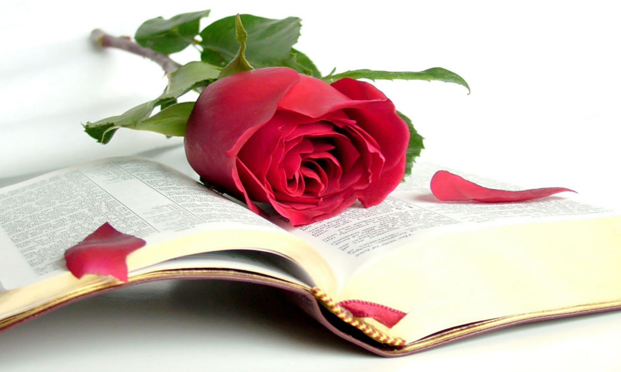 Библия, мудрость, роза, открытая книга, книга, красота