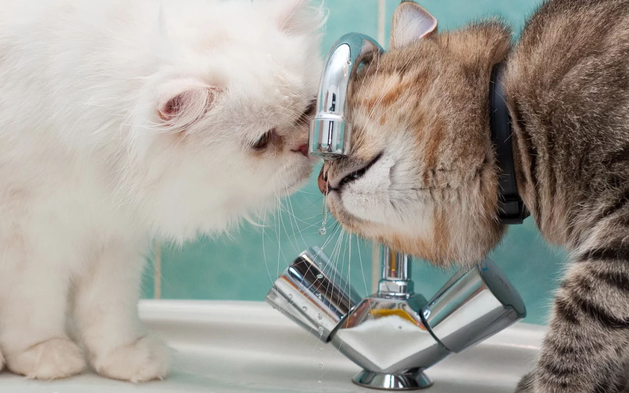 Cat, Kitten, Animal