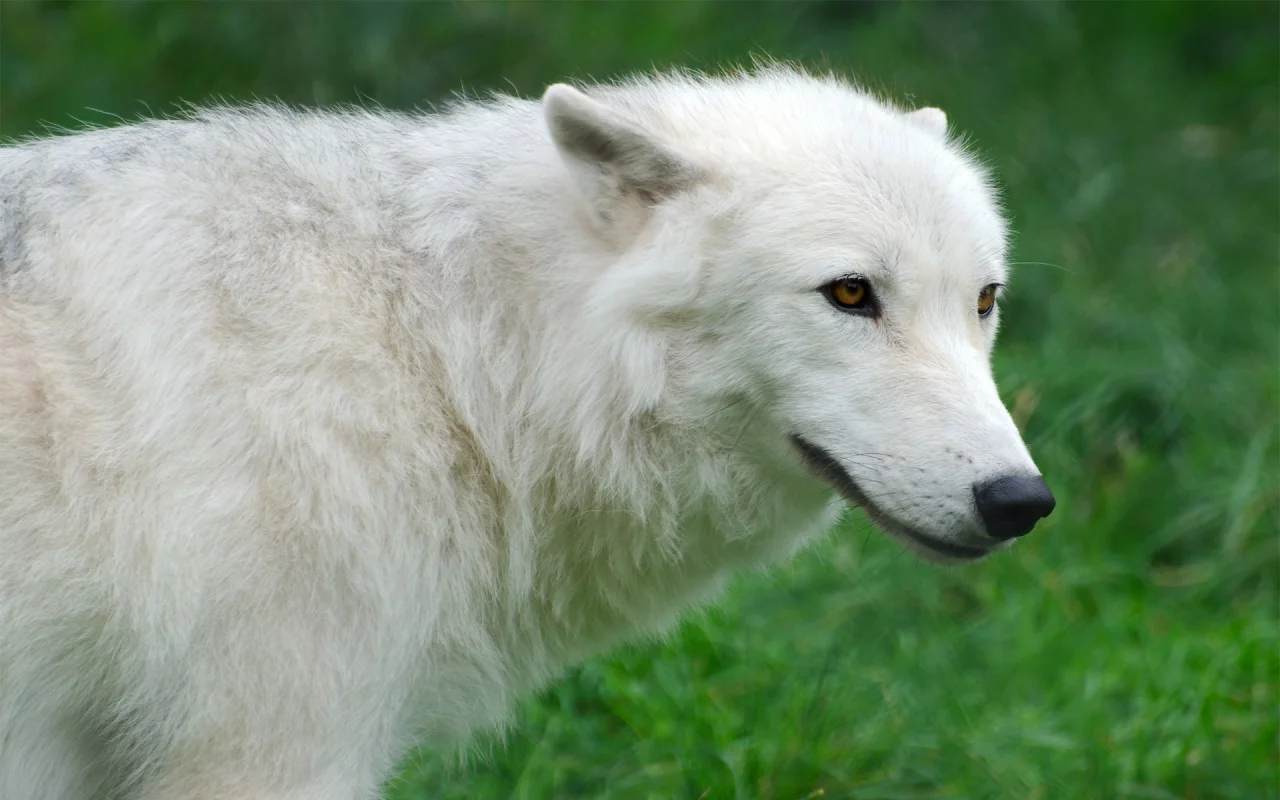 волк, трава, белый, wolf, арктический, Arctic