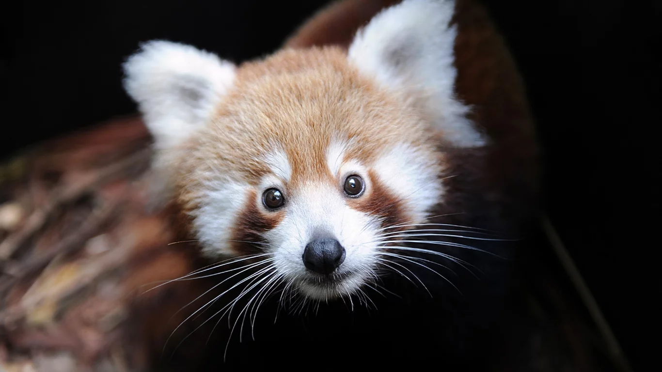 малая панда, ailurus fulgens, Firefox
