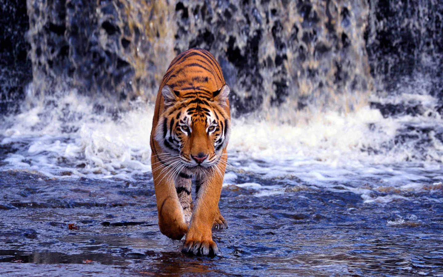 водопад, Бенгальский тигр, вода, хищник
