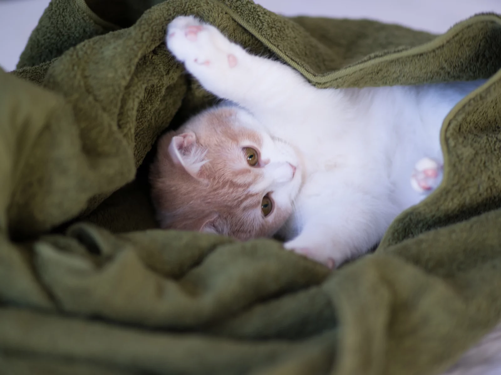 c benjamin torode, hannah, плед, Котёнок