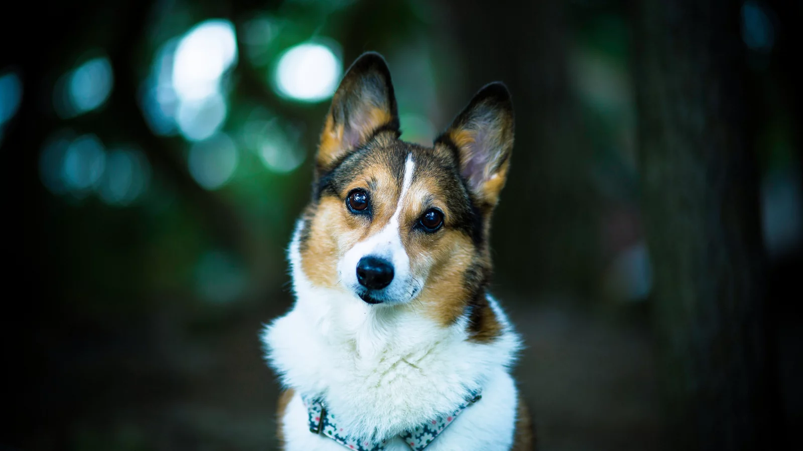 Welsh corgi, взгляд, dog, друг, боке, собака
