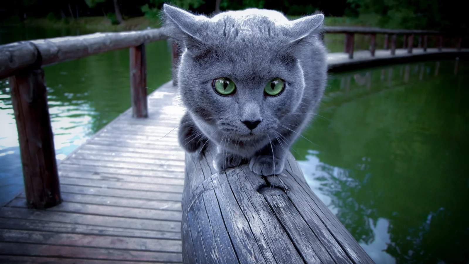 Кошка, перила, фон