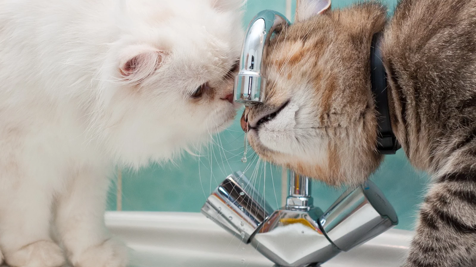 Cat, Kitten, Animal