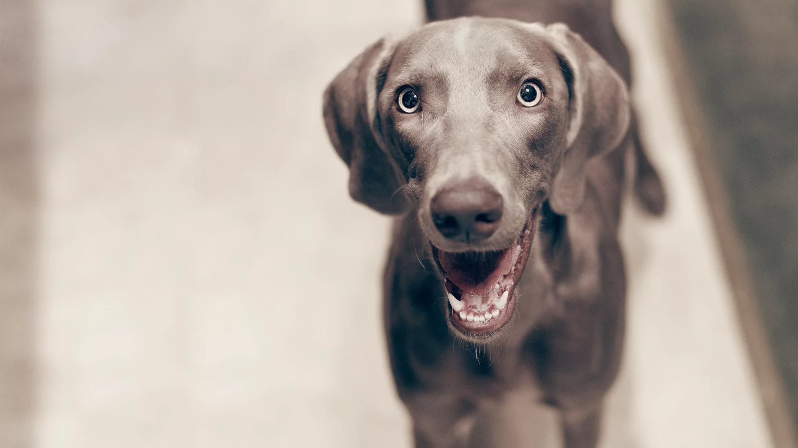 морда, dog, улыбака, взгляд, Собака