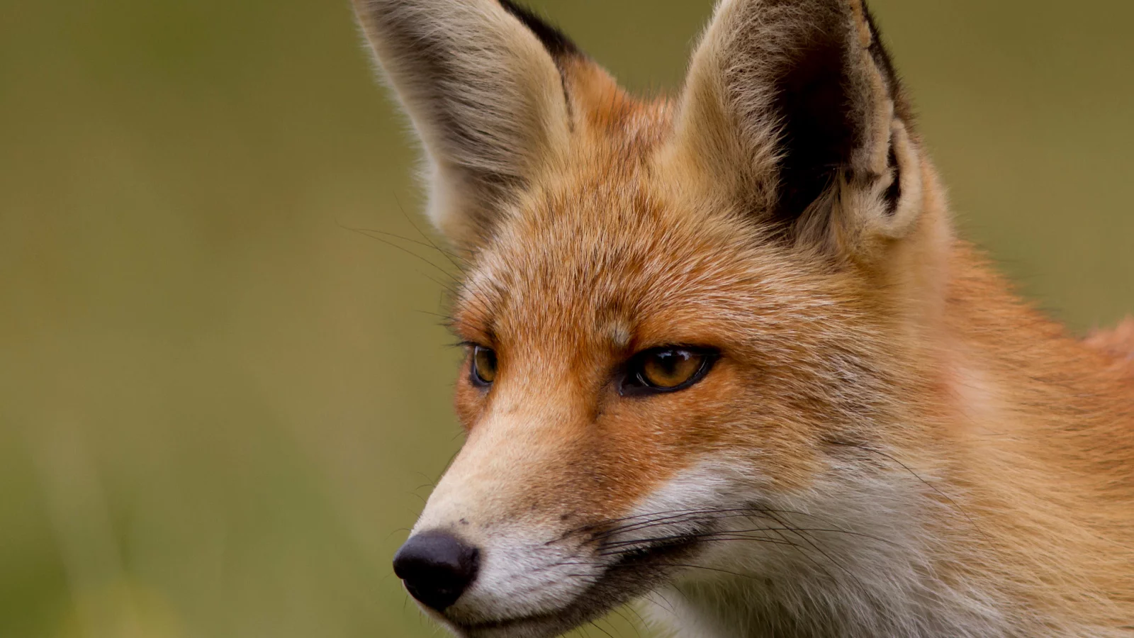 Fox, лиса, лисица, мордочка, рыжая, взгляд