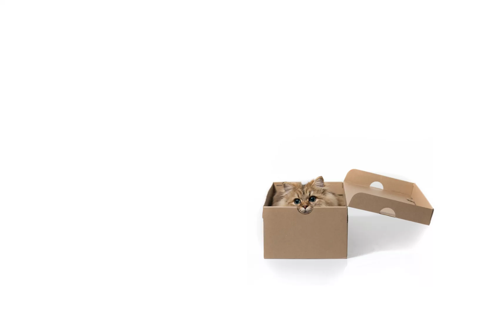 Daisy, белый фон, c benjamin torode, коробка, кошка, минимализм