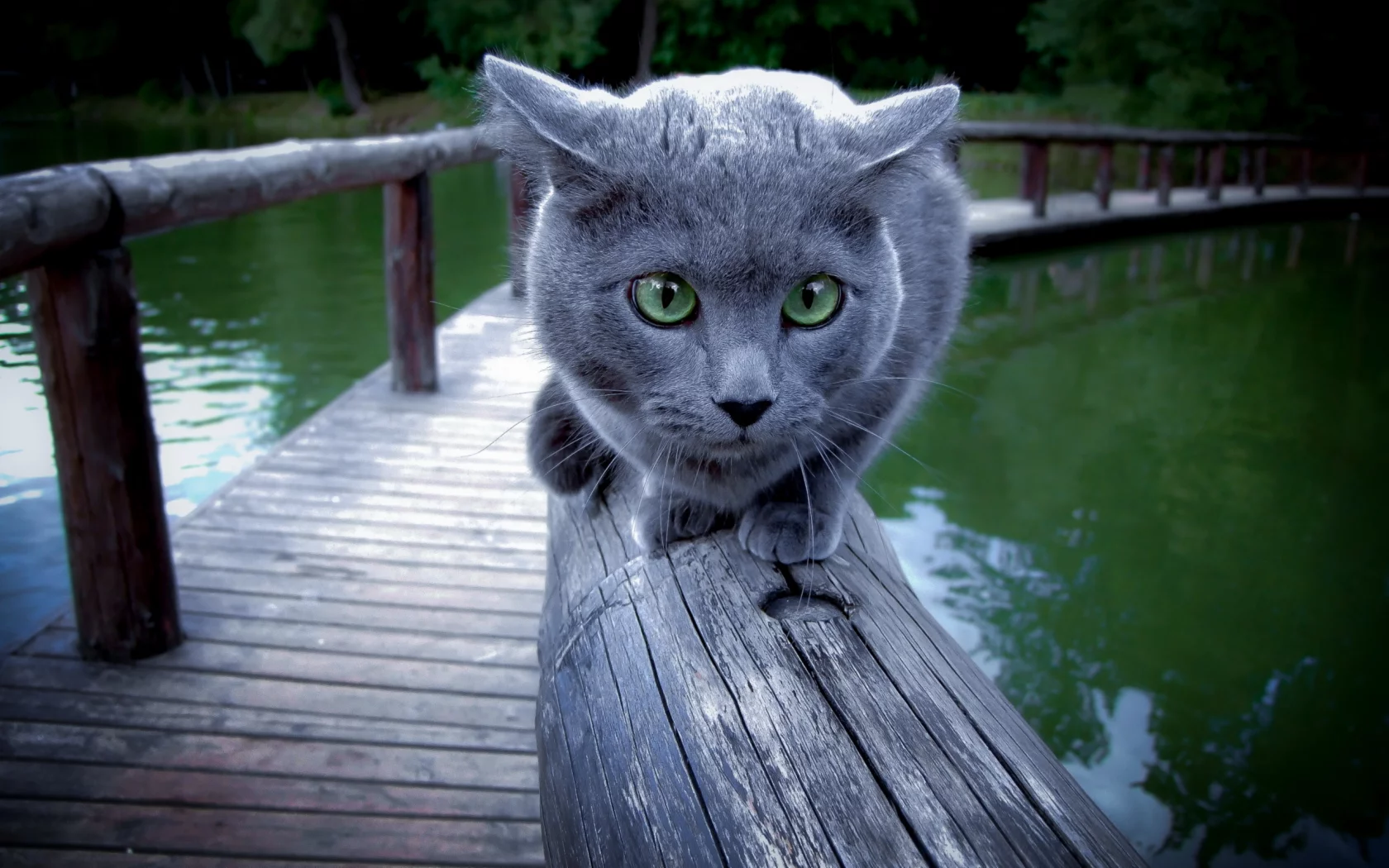 Кошка, перила, фон