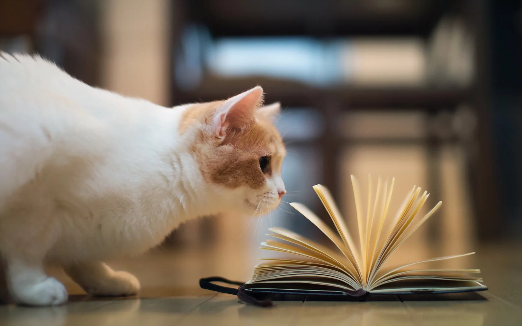 книга, torode, Кошка