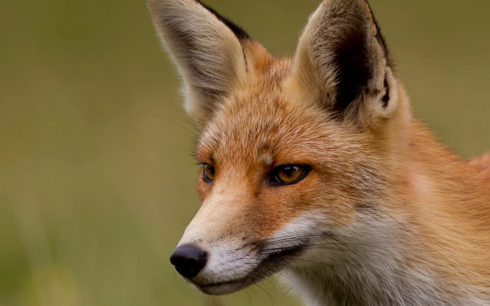 Fox, лиса, лисица, мордочка, рыжая, взгляд