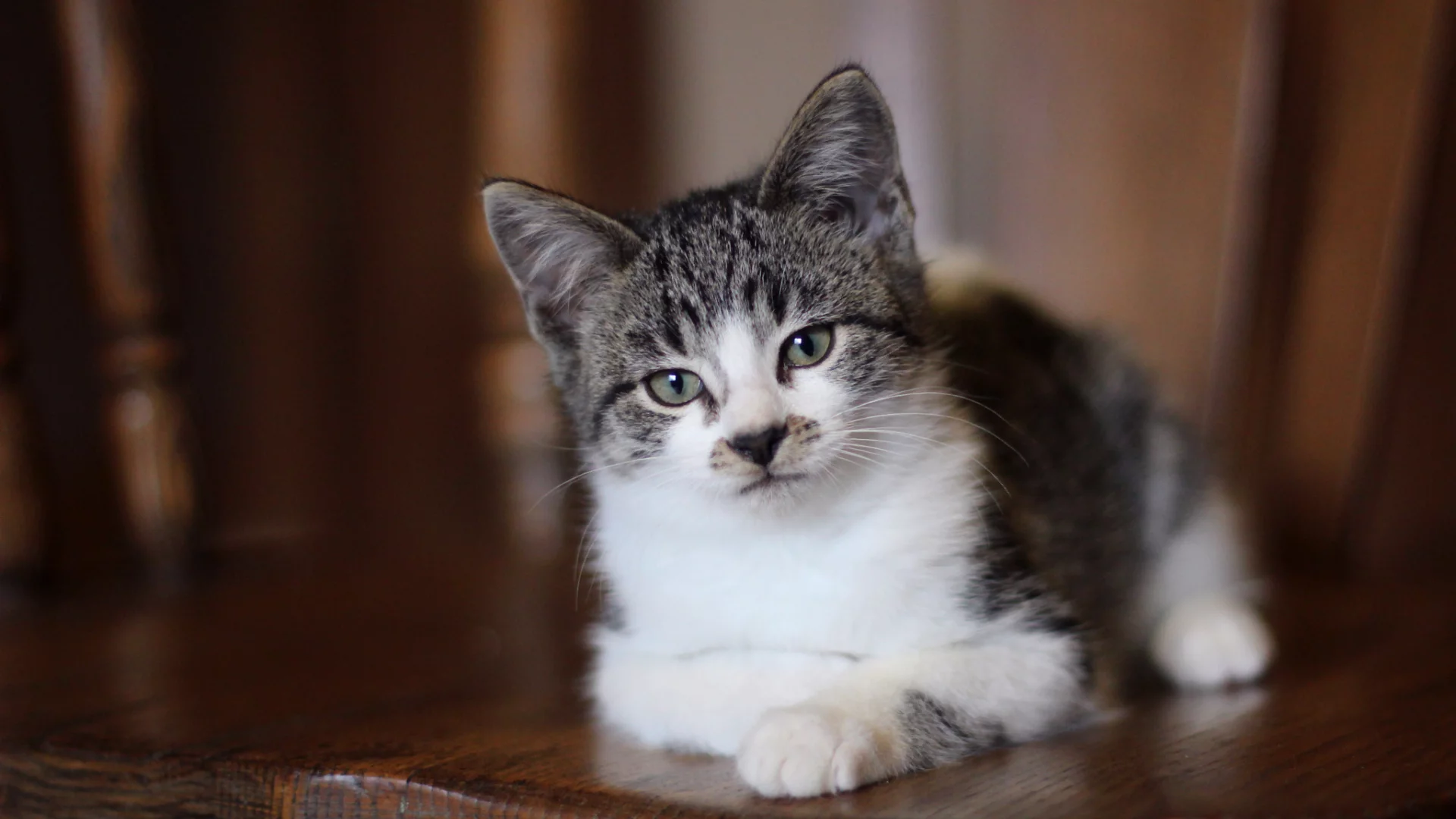 серые глаза, Кот, взгляд, котенок, лежит