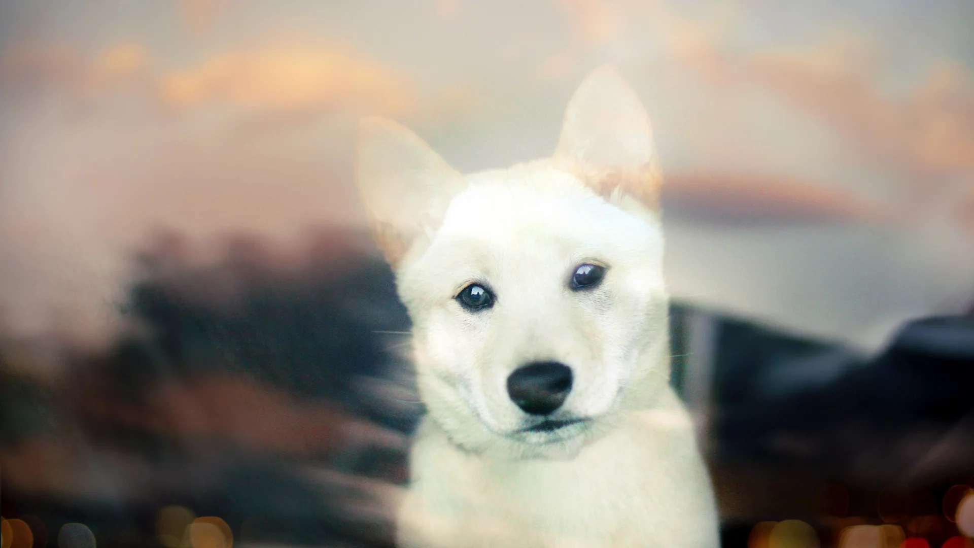 white, собака, puppy, щенок, bokeh, Shiba inu, взгляд