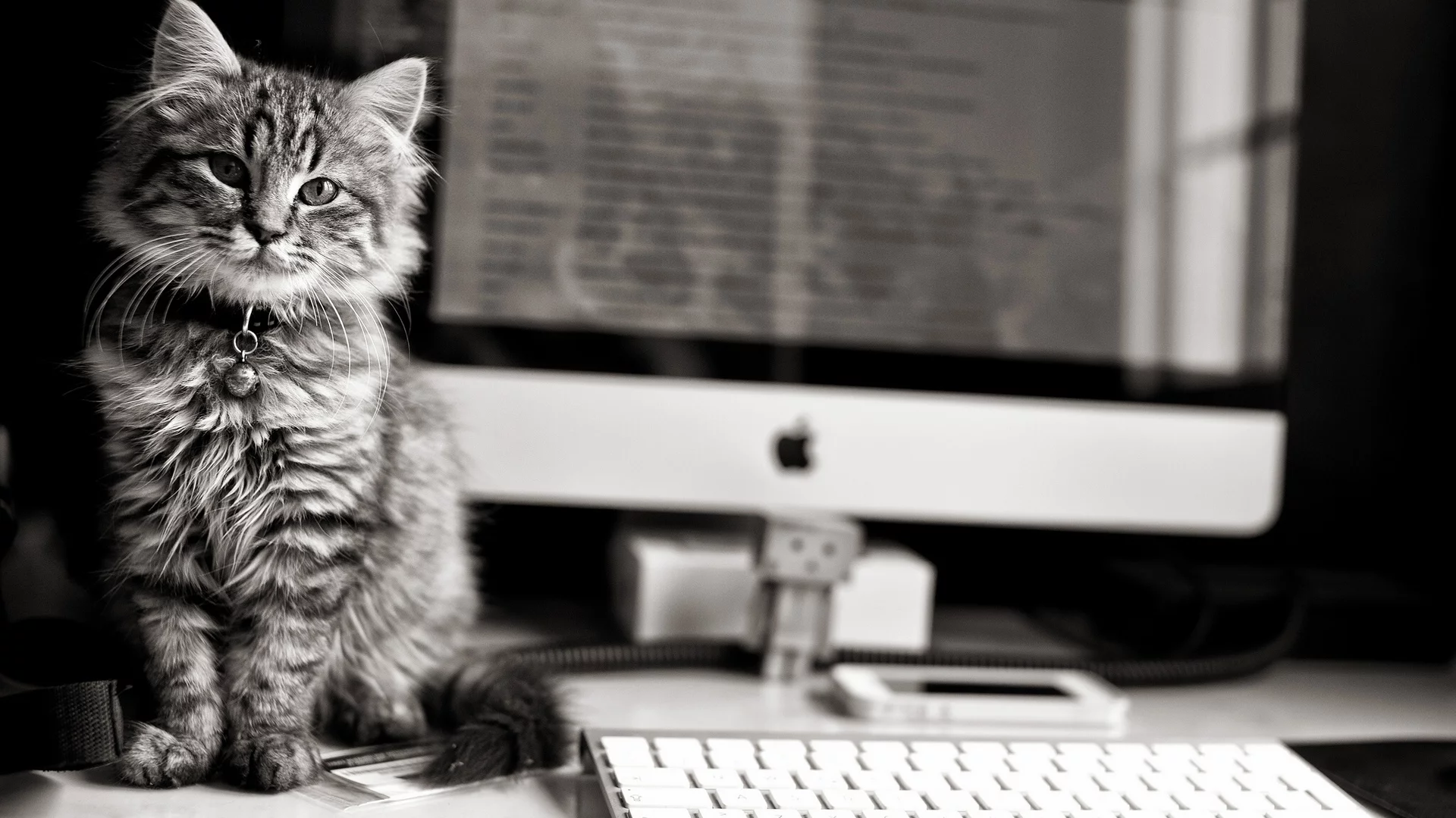 компьютер, apple, клавиатура, Котёнок