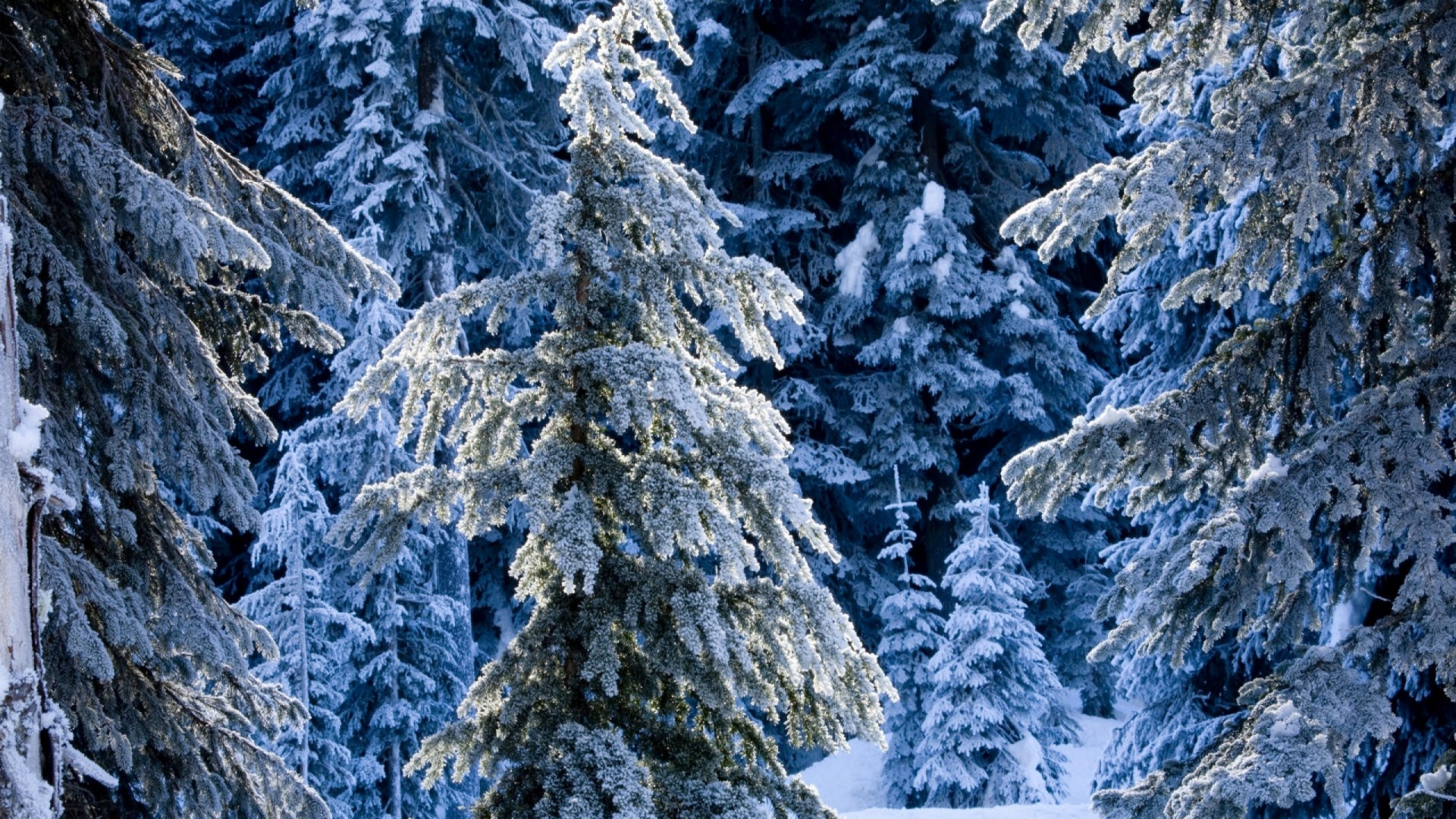 Сказочный, ёлки, лес, сугробы, ель, зима, снег, зимний